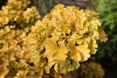 Ginkgo biloba 'Troll' - jinan dvoulaločný 'Troll' - podzimní listy